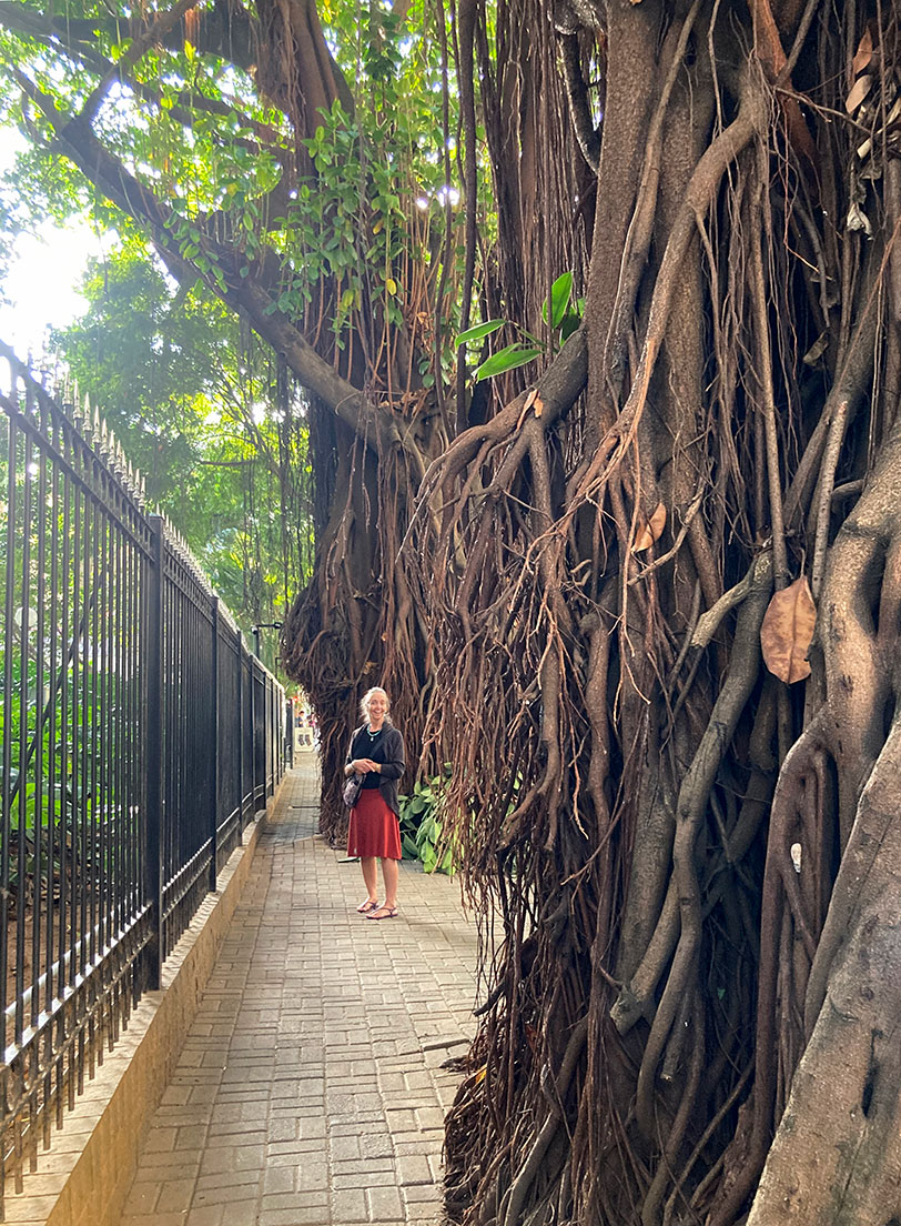 Meet my friend and travel companion, Katia. Here she is standing in a cluster of fig trees crowding the sidewalk in São Paulo’s Pinheiros neighborhood. This non-native species thrives in Brazil.