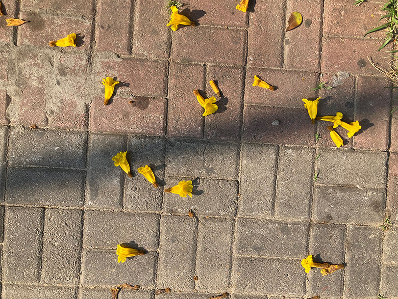 Ipê flowers on a Pinheiros sidewalk.